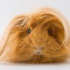 A long-haired ginger guinea pig. Photo iStock