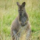 A wallaby feeds on grass near Waimate. Photo by ODT.