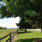 Aurora Energy wants to remove the 29 trees, on private land off Frankton Ladies-Mile road. Photo ODT