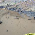 Seven wallaby carcasses, and a hare, appear to have been dumped over a cliff on to a beach south...