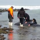 Fifteen people have been trying to save the whale, including staff from Doc, Dive Otago and...