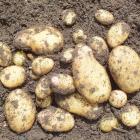Potatoes are susceptible to frost. Photo: supplied