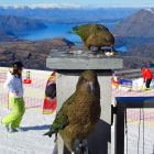  Kea check the menu at Treble Cone skifield’s outdoor cafe yesterday. Photo by Mark Price.