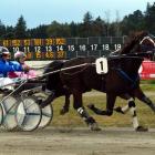 King Denny, seen here winning the 4yr-old trot at the 2015 Harness Jewels in Ashburton, is now...