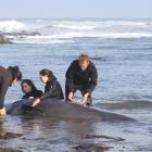 Daniel Tipa, left, and three members of Dive Otago try to help a pilot whale  on the North Otago...