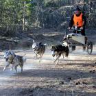 Siberian Huskies sprint down a track, hauling driver Stephen Potter through the Naseby Forest at...