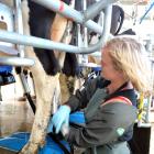 Dairy farmers are hoping for better returns from Fonterra in the future. PHOTO: CHRISTINE O'CONNOR