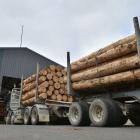 Logging trucks queue up outside company C3’s drive-through yard in Dunedin, for wood volume...