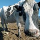 dairy_cow_closeup.jpg