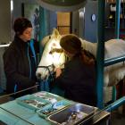 Vet nurse Smiler Macdonald (left) and veterinarian Stephanie Bransgrove operate on an ulcer in...