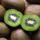 Kiwifruit features highly in successful horticultural exports. Photo: ODT.