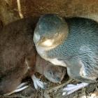 Little blue penguins at the colony. Photo by Stephen Jaquiery.