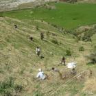 A gang plants native trees  in the lower Motatapu Valley. Photo: Guy Williams.