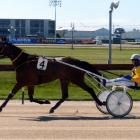 Sheemon is starting to find his old form after a strange past 12 months for the top trotter....