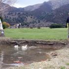 Lake Hawea Golf Course owner Richard Sullivan feeds his two remaining white ducks in a pond on...