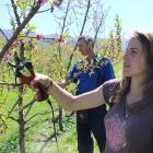 Jerome Torrey (left), of Alexandra, and Justine Seignez, of France, finish pruning  peach  trees...