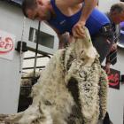 Nathan Stratford, of Invercargill, shears his way to victory in the New Zealand Merino Shearing...