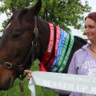 Laura King's tamed horse Charlie, who used to roam in the wild, won six ribbons as well as the...
