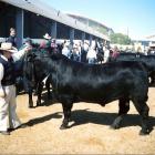 Natalie Howes exhibits an Angus bull at the Sydney Royal Ester Show in 2006. Photo: Supplied