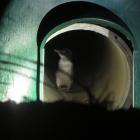 A penguin tries the new underpass tunnel at Oamaru Harbour. Photo: Shannon Gillies.