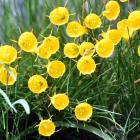 Narcissus bulbocodium. Photo: Peter McIntosh.