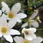 Clematis paniculata. Photo: Peter McIntosh.