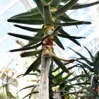 Aloe dichotoma. Photo: Peter McIntosh.