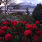 Chantecler garden. Photo by Mike Henry.