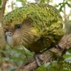 Rare kakapo Sirocco rocks out in Dunedin yesterday. Photo by Stephen Jaquiery.