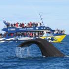 Concerns have been raised that Kaikoura boat operators such as Whale Watch will be able to go out...