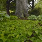 Fruit from the Fagus sylvatica is germinating en masse. Photo: Gerard O'Brien.
