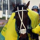 Have Faith In Me and his All Stars stablemates Lazarus and Smolda are the leading contenders for...