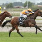 Heroic Valour in winning form at Matamata in February. He is one of two Te Akau-trained colts in...