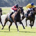 The Canterbury-trained La Diosa will start favourite in the New Zealand 1000 Guineas at Riccarton...