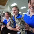 Veterinary Centre Oamaru nurses Jolene Topping (left) and Johanna van Booma and vet Felicity...