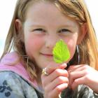 Waikouaiti School pupil Hazel Burwell (7) examines a lemon balm leaf at Totara Estate on Thursday...