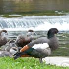 A male paradise duck guards 11 of his ducklings at the Water of Leith on the University of Otago...