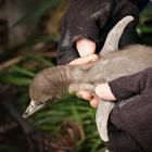 Penguin Rescue manager Rosalie Goldsworthy holds a yellow-eyed penguin chick and the antibiotics...