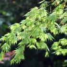 A Japanese maple at Dunedin Botanic Garden. Photo: Peter McIntosh.