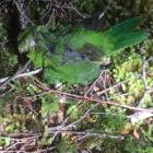 The corpse of a yellow-crowned parakeet, or kakariki, found in the Dart Valley on October 31...