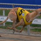 The brilliant Swimming Goat  wins the feature Galaxy Sprint  at Addington last night. Photo: Matt...