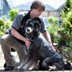 Nichol's Pet Warehouse manager Gareth Keenan fits Siberian husky-golden retriever Ben with a...