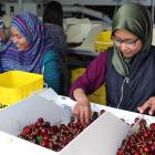 Izzati Jamil and Farhah Hamid, both of Malaysia, sort cherries at the Clutha Packing Centre, near...