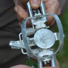 A trap similar to those found in Opoho this week. Photo by the ODT.