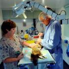 Veterinarian Alistar McKellow and his vet-nurse wife Susan McKellow spay a cat in a mobile...