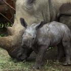 Orana Wildlife Park is among the NZ zoos giving their animals Christmas treats. ``The rhinos love...