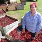 Cherry Chaos co-organiser Janet McDonald mashes some  fruit before today’s  Roxburgh event. Photo...