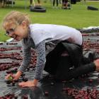 Eva Richards (10), of Roxburgh, crawls  through cherries to claim sweet treats. Photo: Jono Edwards.