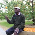 Orchard worker JJ Jonah, of Vanuatu, takes a break from a busy day of picking at H&amp;J Roberts...
