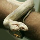 A man shows a two-headed albino snake in a private zoo in Yalta, Ukraine. (AP Photo/UNIAN)